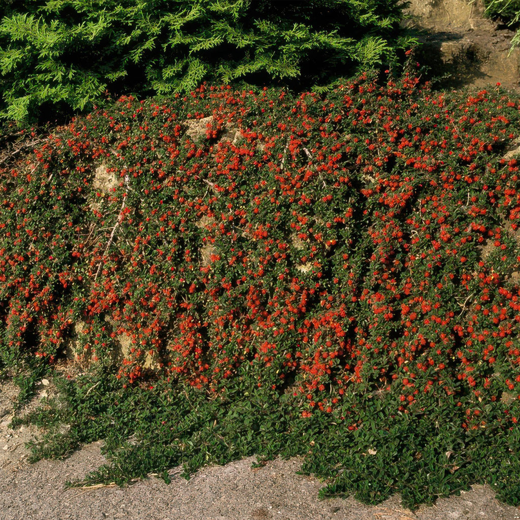 Cotonéaster rampant 'Queen of Carpets' (lot de 6)