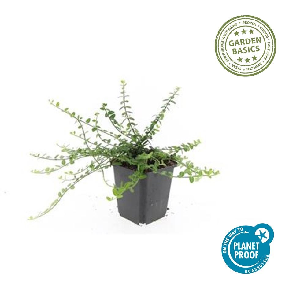 Fusain de Fortune 'Minimus' (lot de 6)