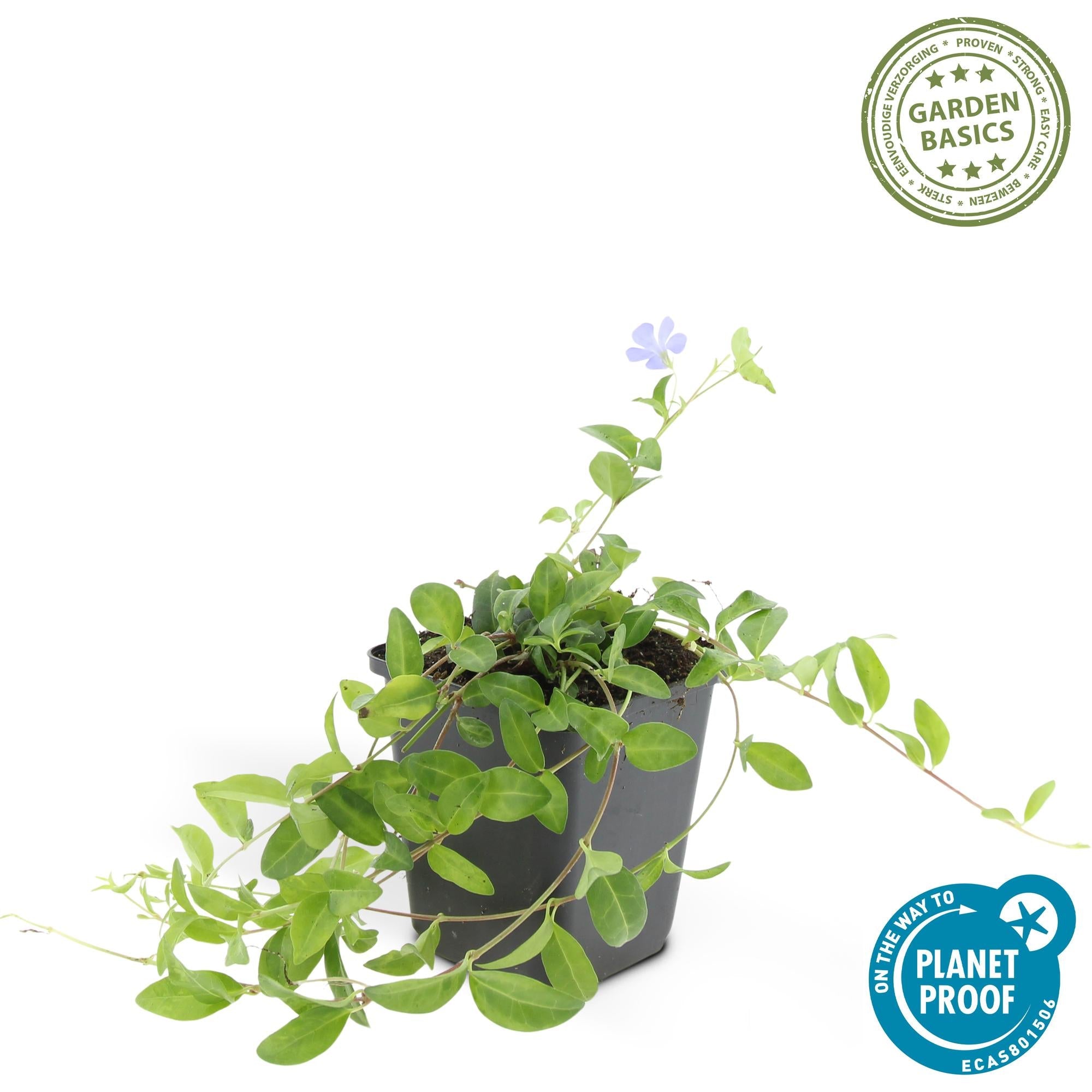 Petite Pervenche (Vinca minor) - (Lot de 6)