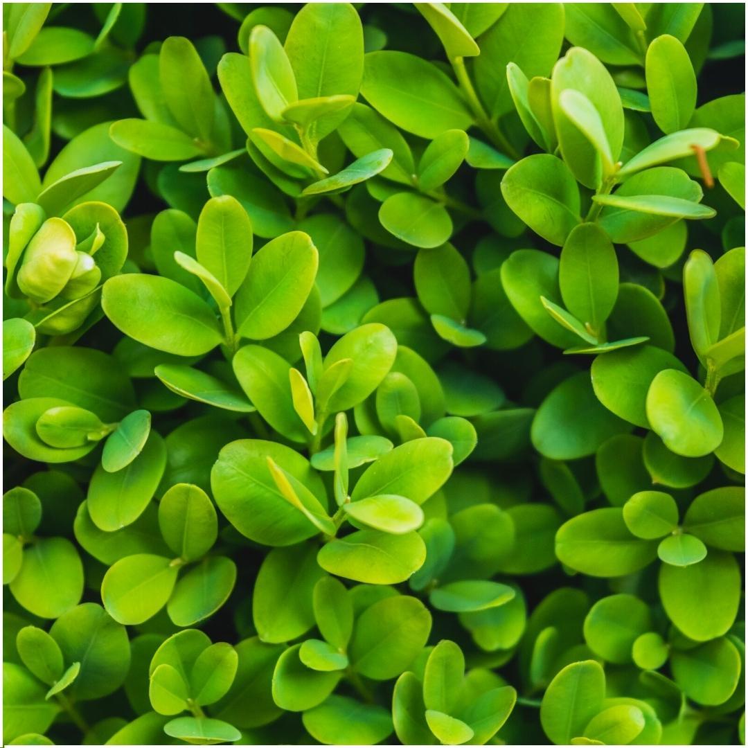 Haie Buis Buxus Sempervirens x6