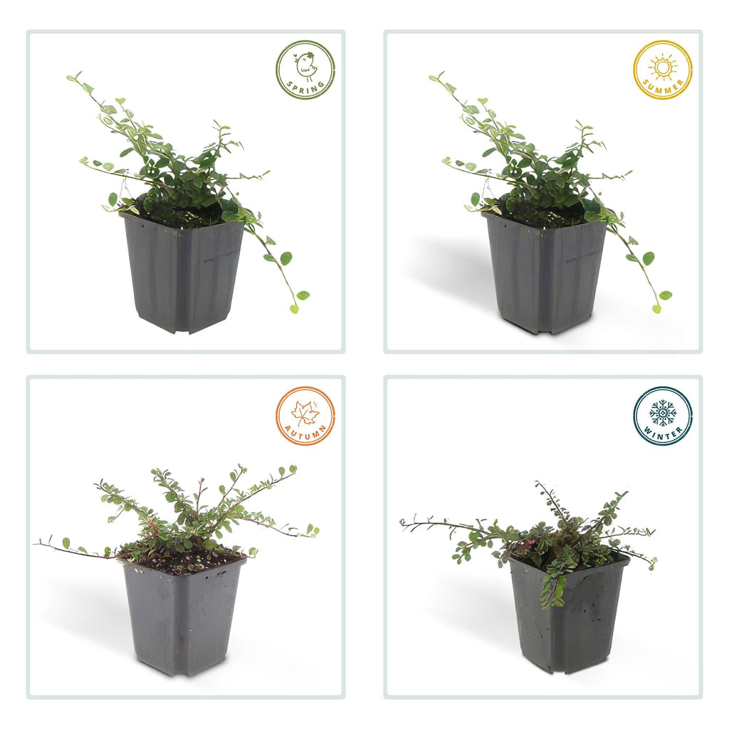 Cotonéaster rampant 'Queen of Carpets' (lot de 6)