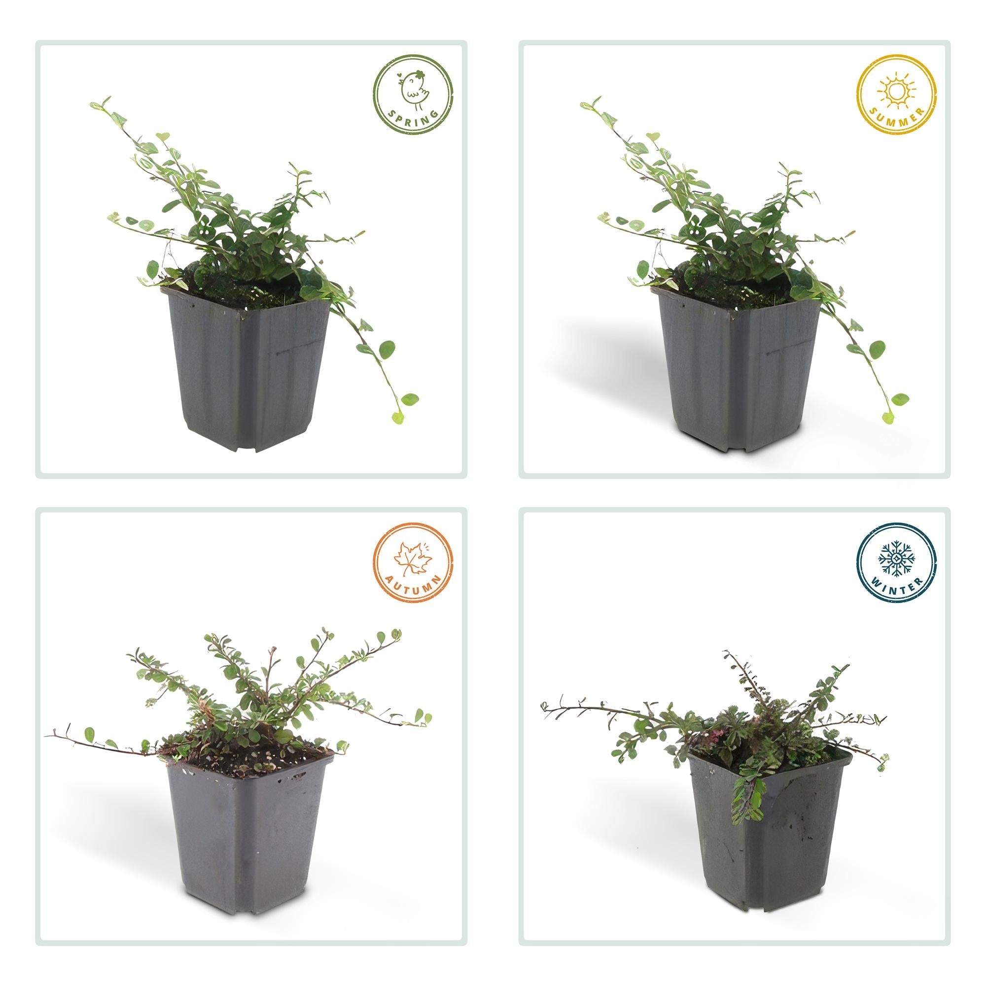 Cotonéaster rampant 'Queen of Carpets' (lot de 6)
