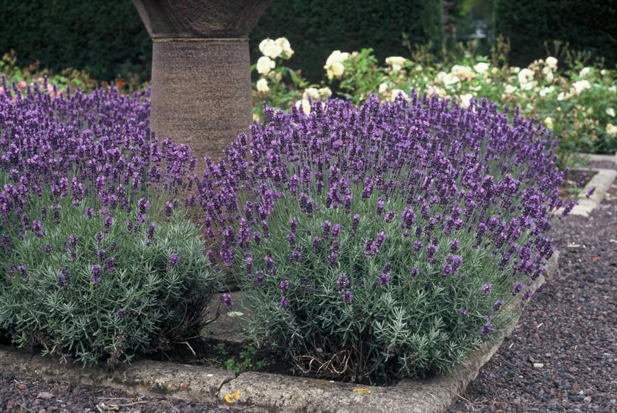 Lavande angustifolia 'Dwarf Blue' (lot de 6)
