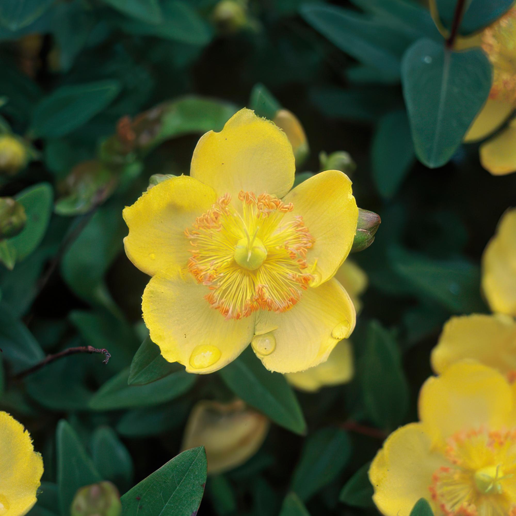Millepertuis à grandes fleurs (lot de 6)
