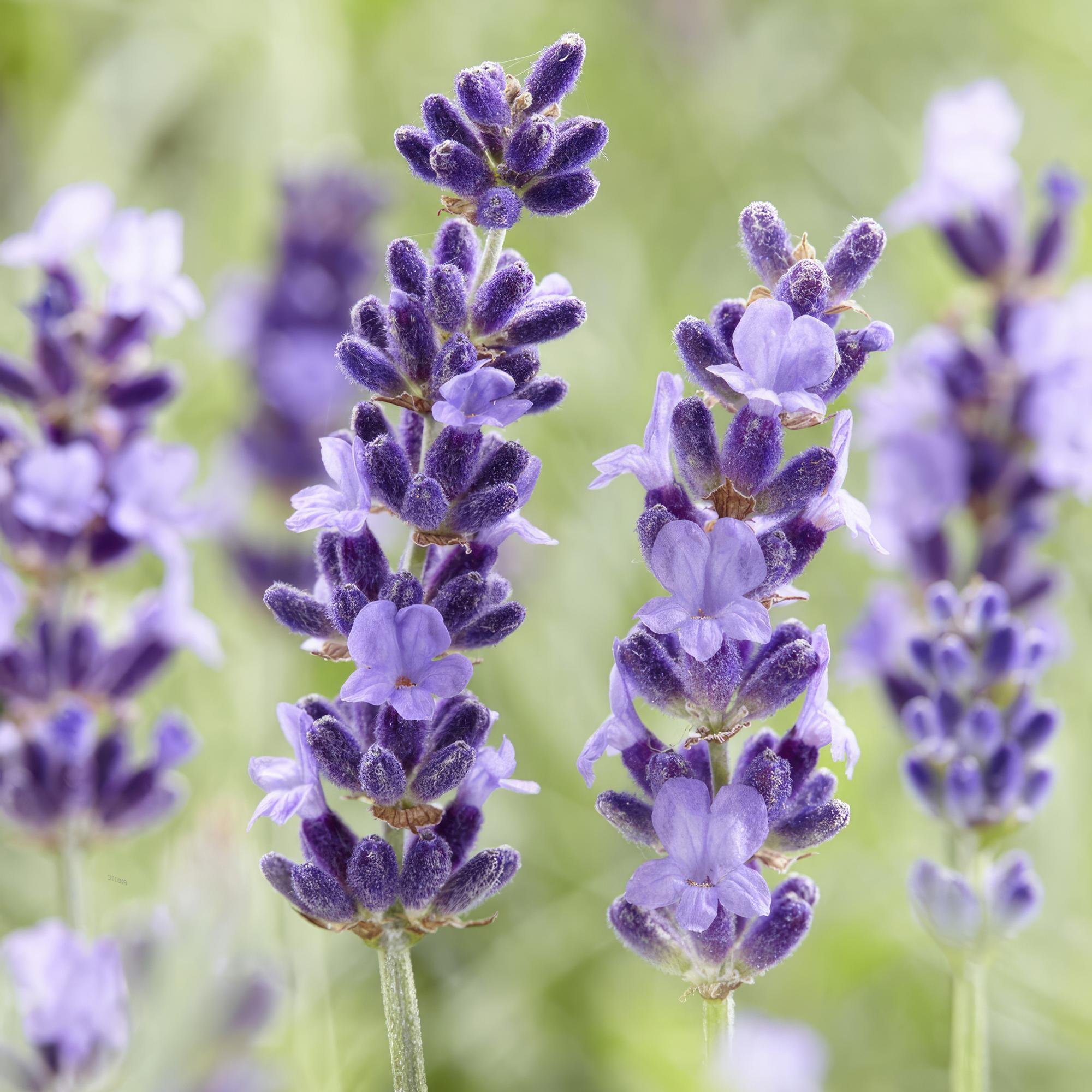 Lavande 'Hidcote' (lot de 6)