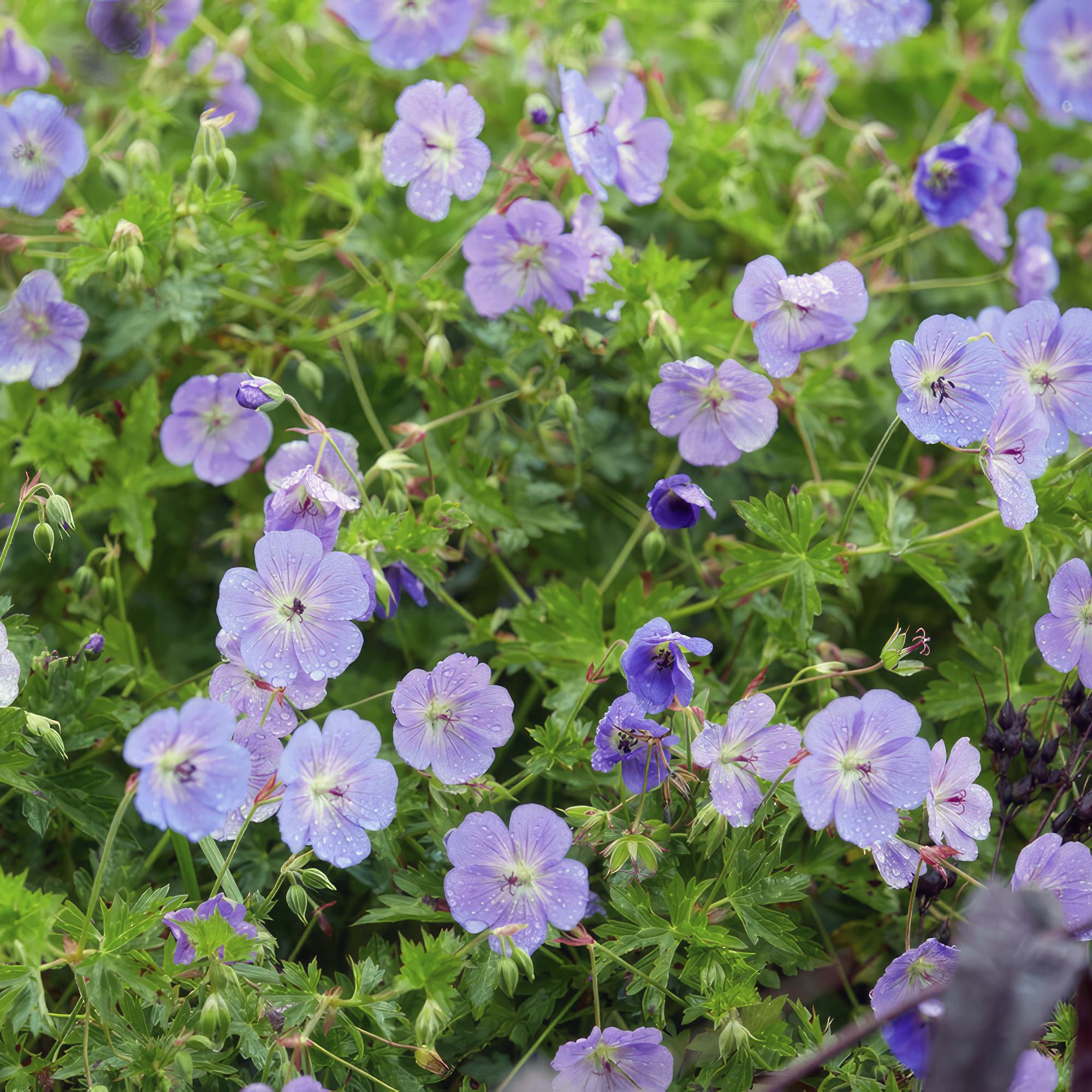 Géranium vivace 'Rozanne' (lot de 6)