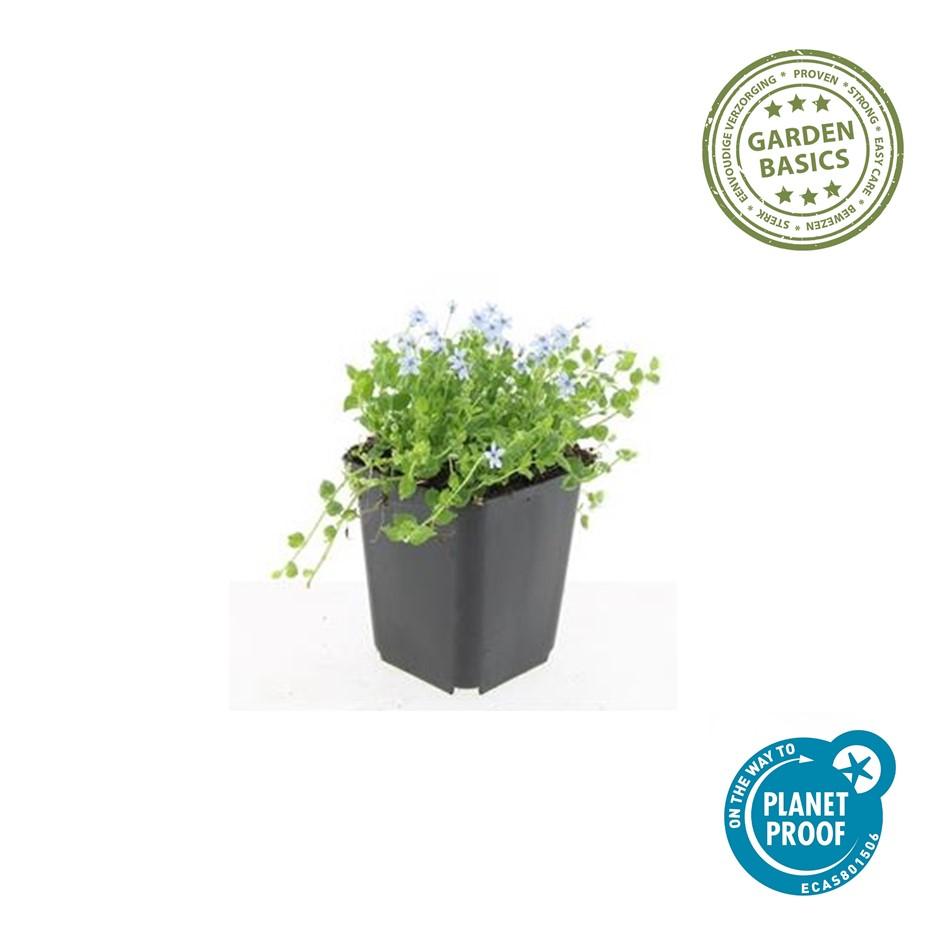 Isotoma fluviatilis 'Alba' (lot de 6)