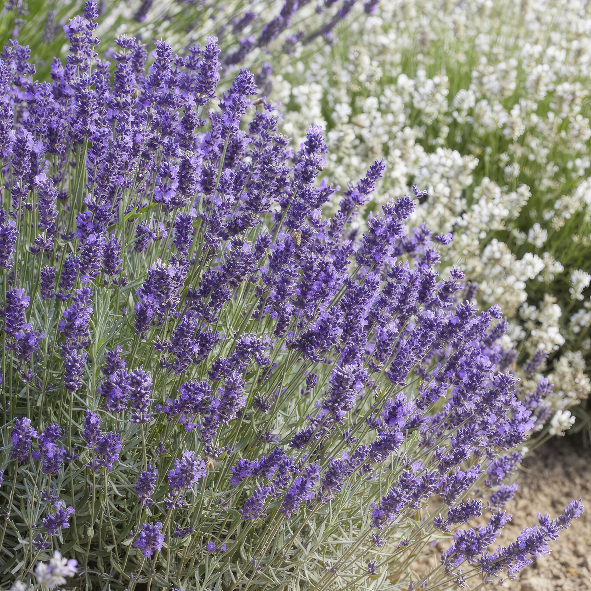 Lavande 'Hidcote' (lot de 6)