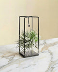 Tillandsia et son support en cube
