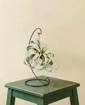 Tillandsia King Xero