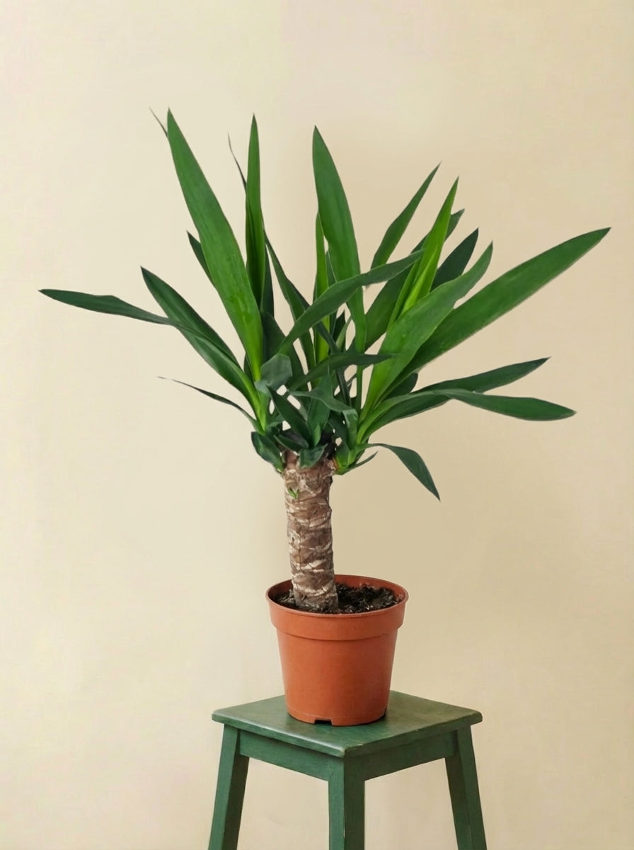 Yucca