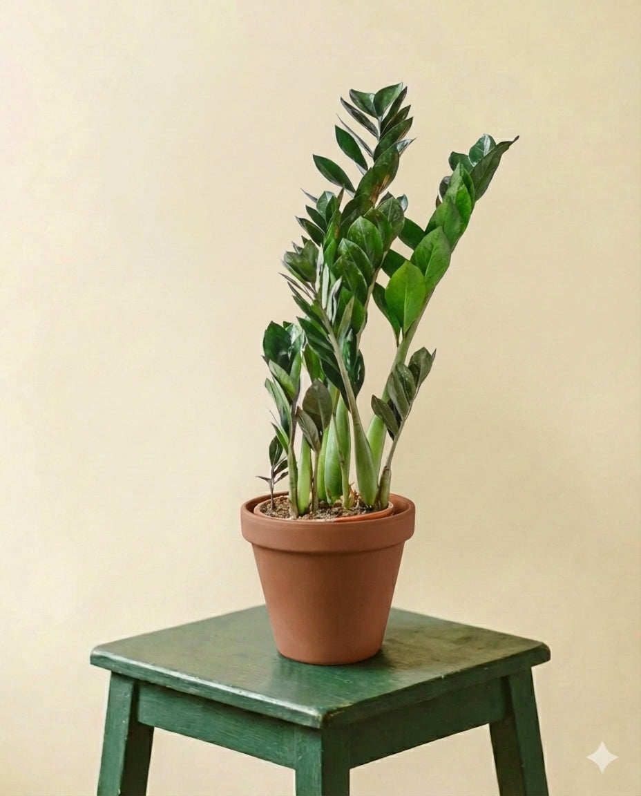 Zamioculcas Zamiifolia